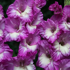 Гладиолус Анук крупноцветковый 1 шт.  12/14